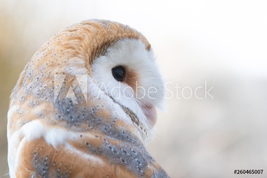 Picture of The Barn owl Tyto alba Close-up portrait